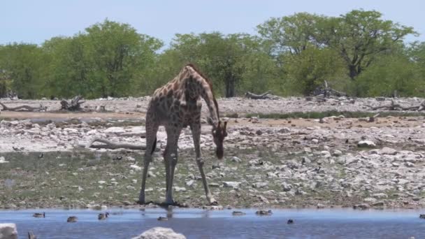 Giraffe Bows Drink Pond — Stock Video