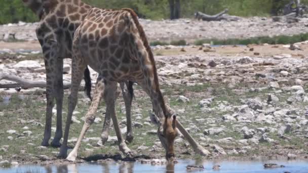 Giraffa Che Beve Uno Stagno — Video Stock