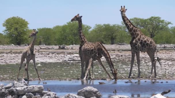 Jonge Giraffe Drinkt Uit Een Vijver — Stockvideo