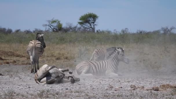 Zebra Rolling Dust African Savanna — стокове відео