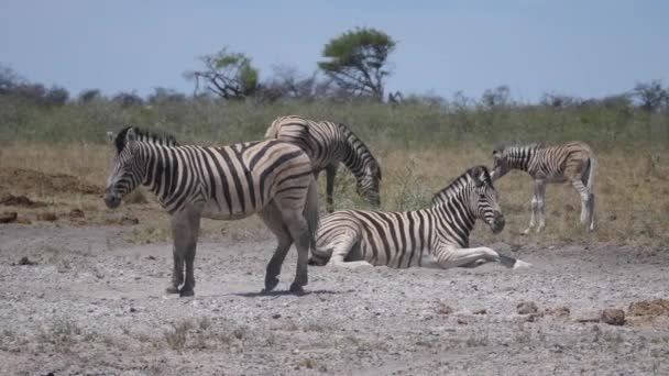 斑马朝非洲草原上的摄像机走去 — 图库视频影像