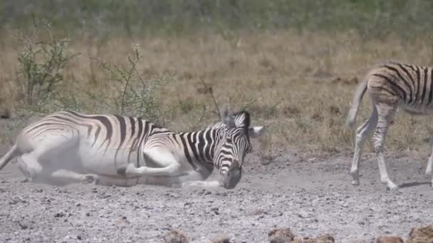Zebramutter Wälzt Sich Staub Während Ihr Baby Weggeht — Stockvideo