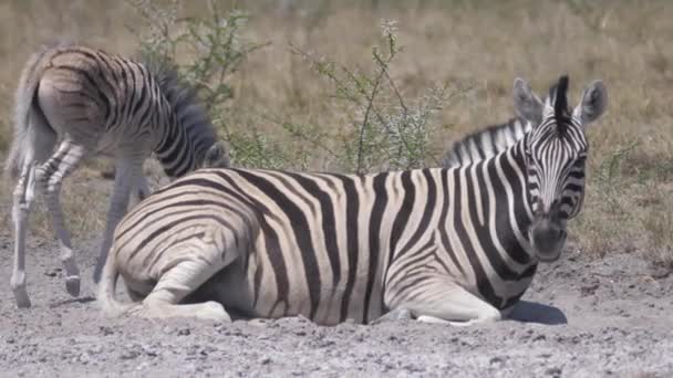 Matka Dítě Zebra Suché Savaně — Stock video