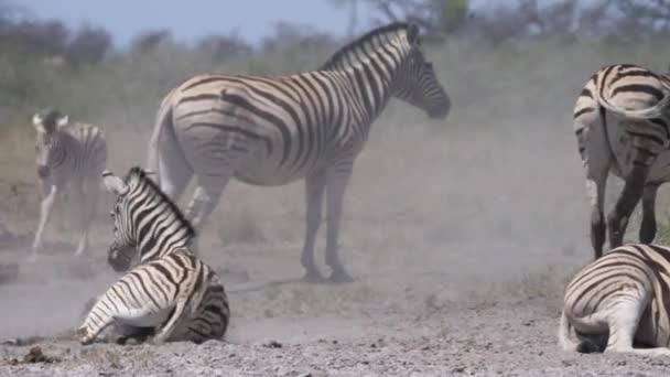 Zebra Bambina Che Corre Intorno Una Mandria Una Savana Secca — Video Stock