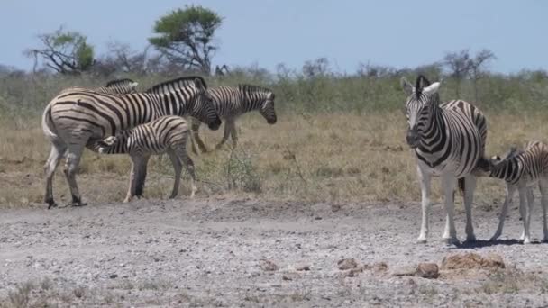 Zebras Füttern Ihre Jungen Einer Trockenen Savanne — Stockvideo