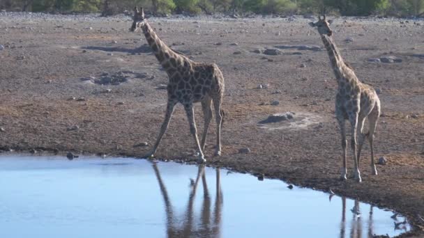 长颈鹿在水坑里喝水 — 图库视频影像
