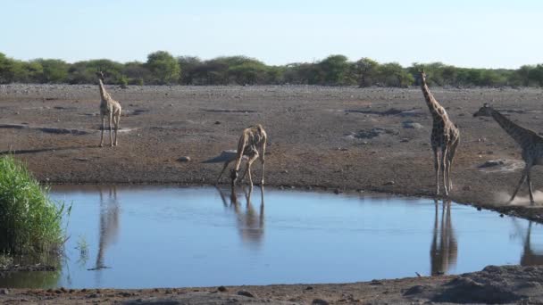 Herd Giraffe Waterhole — Stock Video