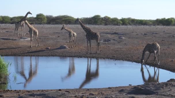 Herd Giraffe Waterhole — Stock Video