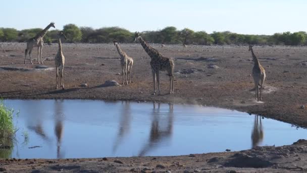 Herd Giraffe Waterhole — Stock Video