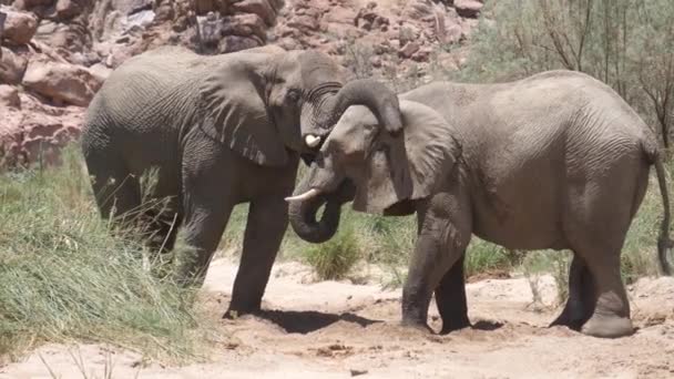 Två Elefanter Dricker Ett Litet Vattenhål Vid Hoanibs Flodbädd Namibia — Stockvideo