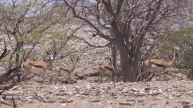 Namibya 'daki Hoanib Nehir Yatağı' ndan geçen yaban sıçanı sürüsü.