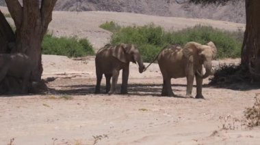 Bir ağacın gölgesinde duran filler