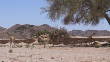 Bir ağacın gölgesinde duran zürafa sürüsü