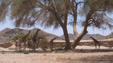 Bir ağacın gölgesinde duran zürafa sürüsü