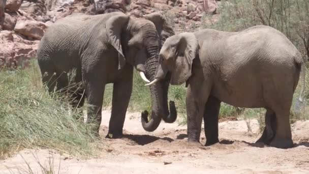 在纳米比亚胡安尼布河边的一个小水坑里喝水的两只大象 — 图库视频影像