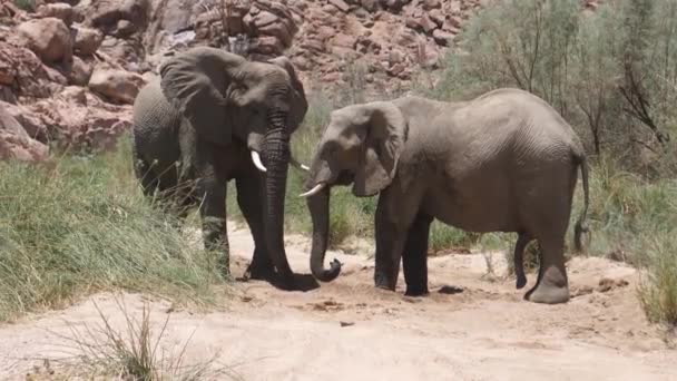Twee Olifanten Drinken Uit Een Kleine Waterput Bij Hoanib Riverbed — Stockvideo