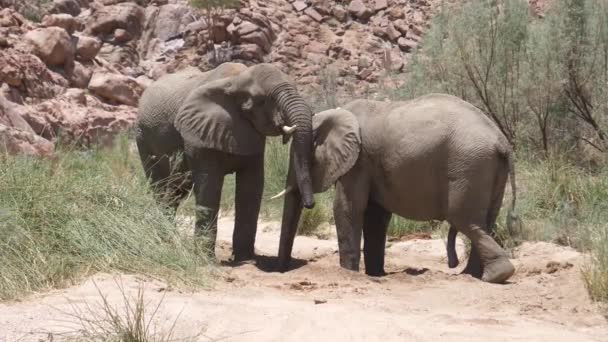 ナミビアのホアニブ川の小さな水飲み場から2頭の象 — ストック動画