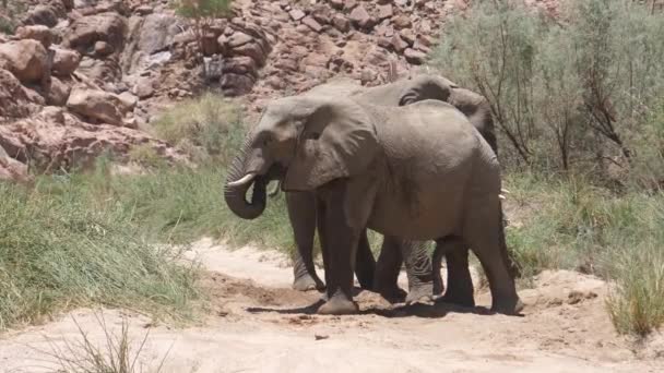 Fil Diğerini Namibya Daki Hoanib Nehir Yatağında Küçük Bir Birikintisi — Stok video