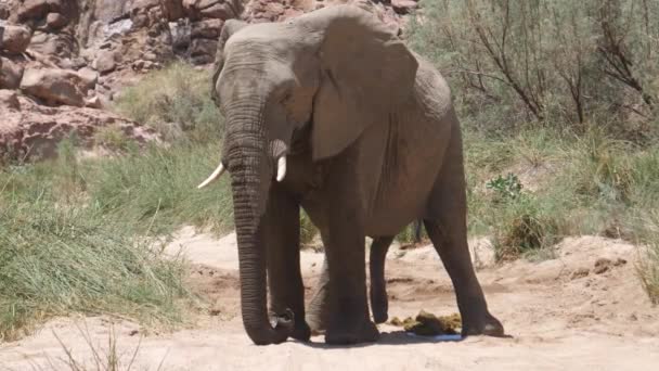 Bull pouštní slon začne chodit na řece Hoanib v Namibii