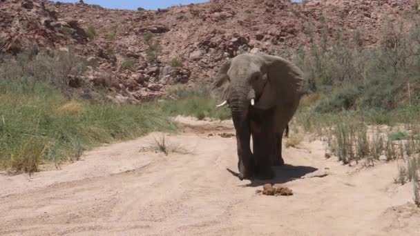 Słoń Pustynny Bull Idzie Dziko Kierunku Kamery Hoanib Riverbed Namibii — Wideo stockowe