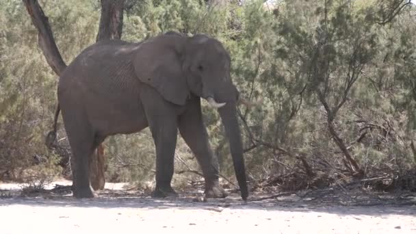 Elefant Skuggan Ett Träd Vid Hoanibs Flodbädd Namibia — Stockvideo