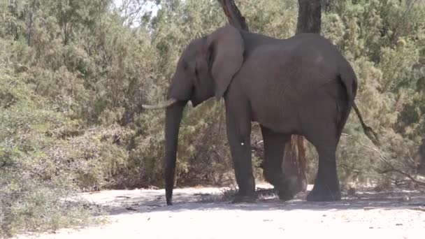 Olifant Die Stof Zijn Lichaam Gooit Bij Hoanib Riverbed Namibië — Stockvideo