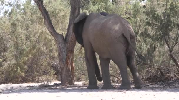 Ελέφαντας Τρώει Στη Σκιά Ενός Δέντρου Στο Hoanib Riverbed Στη — Αρχείο Βίντεο