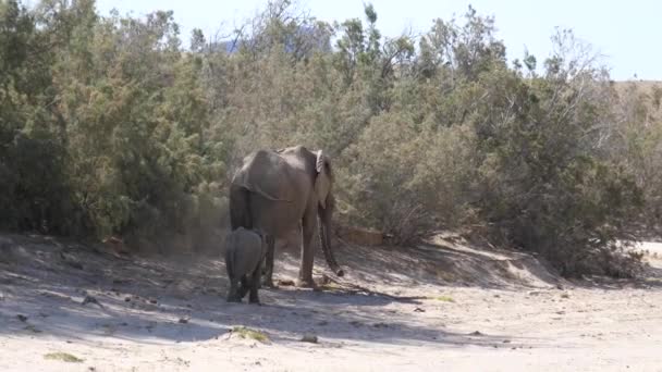 Moeder Baby Olifant Wandelen Droge Hoanib Riverbed Namibië — Stockvideo