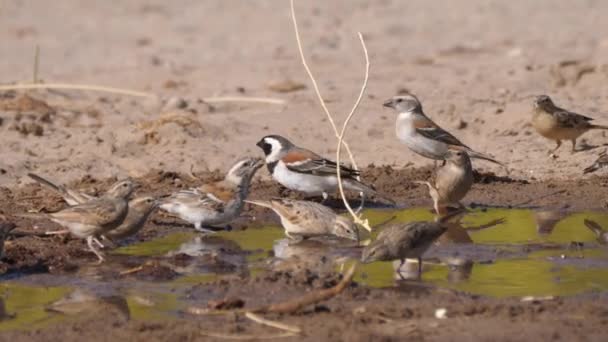 Groep Afrikaanse Vinken Bij Een Waterplas — Stockvideo