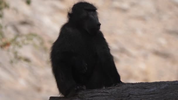 Chacma狒狒在树干上打呵欠 — 图库视频影像
