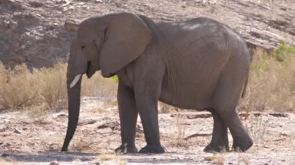 Słoń Jedzący Suchego Hoanib Riverbed Namibii — Wideo stockowe