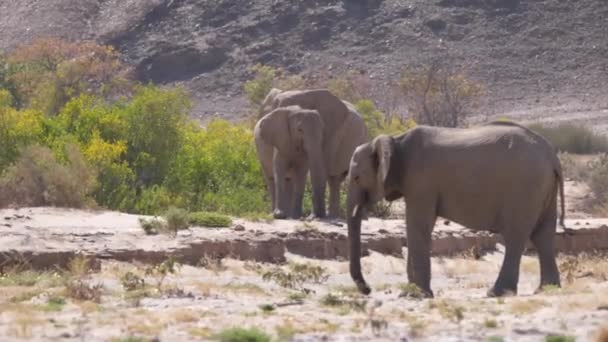 Stado Słoni Suchym Korycie Rzeki Hoanib Namibii — Wideo stockowe