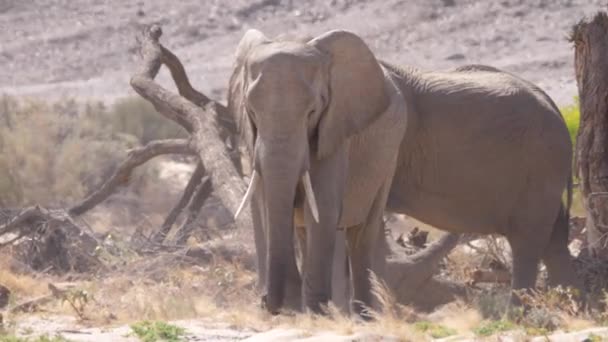 Dos Elefantes Alrededor Árboles Rotos Lecho Hoanib Seco Namibia — Vídeo de stock