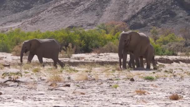 Manada Elefantes Pastando Seco Lecho Hoanib Riverbed Namibia — Vídeos de Stock