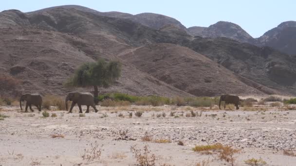 Herd Van Olifanten Lopend Droge Hoanib Riverbed Namibië — Stockvideo