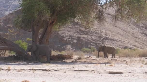 Flock Elefanter Betar Runt Ett Träd Hoanibs Torra Flodbädd Namibia — Stockvideo