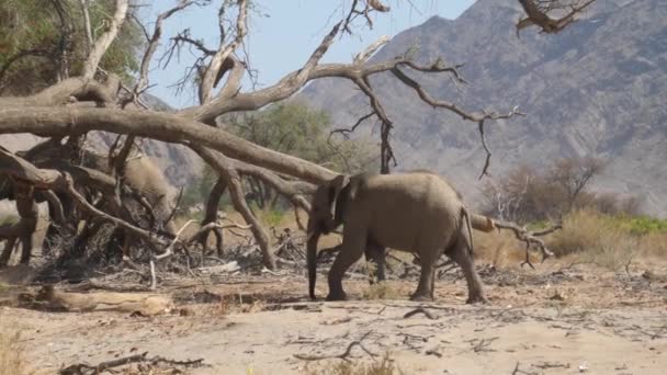ナミビアの乾燥したホアニブ川の川床の大きな倒木の周りに象の放牧の群れ — ストック動画
