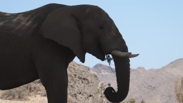 Close Van Een Olifant Eten Een Boom Tak — Stockvideo