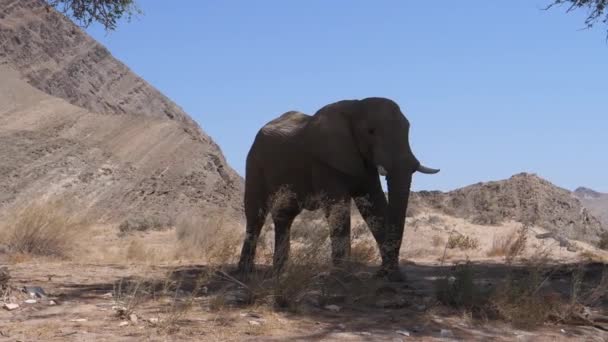 Elefante Solitário Caminhando Sombra Uma Árvore Leito Rio Hoanib Namíbia — Vídeo de Stock