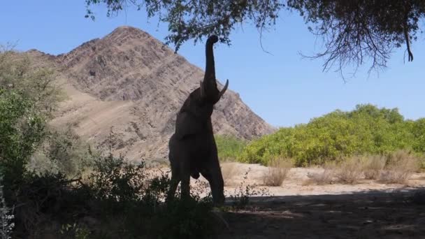 Elefant Sträcker Sig För Att Trädgren — Stockvideo