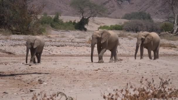 Manada Elefantes Caminando Por Seco Lecho Hoanib Riverbed Namibia — Vídeos de Stock