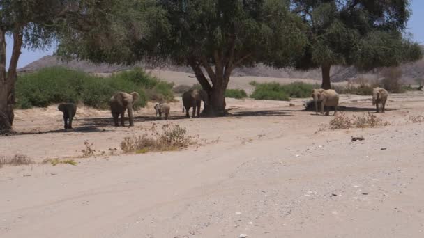 Herd Van Olifanten Grazend Schaduw Van Een Boom — Stockvideo