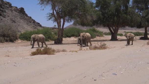 Herd Van Olifanten Lopend Droge Hoanib Riverbed Namibië — Stockvideo