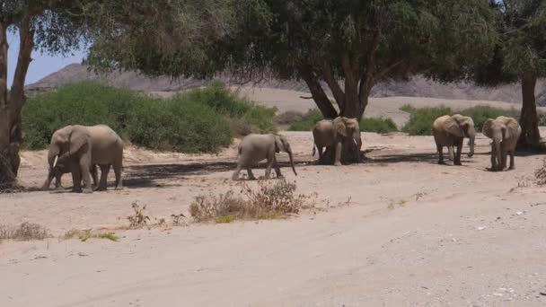 Herd Van Olifanten Loopt Rond Schaduw Van Een Boom — Stockvideo