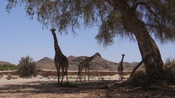 长颈鹿群从树阴中走出来 — 图库视频影像