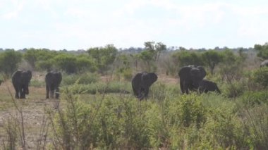 Namibya 'daki Khaudum Ulusal Parkı' nda fil sürüsü.
