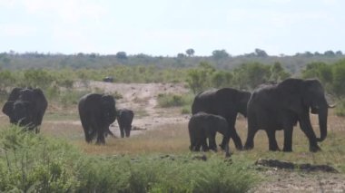 Namibya 'daki Khaudum Ulusal Parkı' nda fil sürüsü.