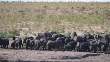 Bir su birikintisindeki Afrika çalı fil sürüsünden Pan.