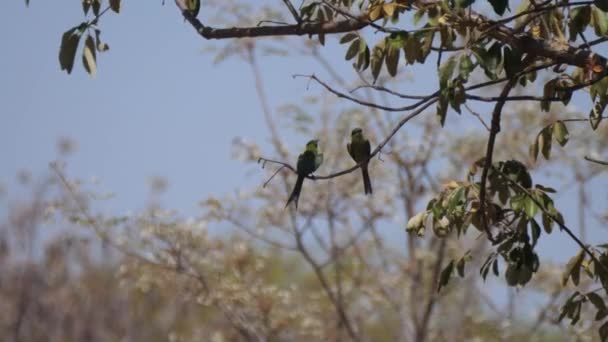 Dva Včelaři Větvi Stromu Okolí Grootfontein Namibii — Stock video