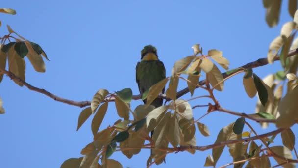 Méhevő Egy Faágon Grootfontein Környékén Namíbiában — Stock videók